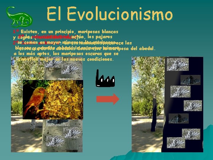 El Evolucionismo 1º Existen, en un principio, mariposas blancas 3º la selección natural actúa, El Evolucionismo 1º Existen, en un principio, mariposas blancas 3º la selección natural actúa,