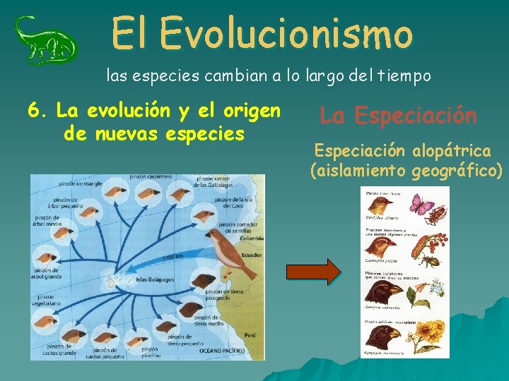 El Evolucionismo las especies cambian a lo largo del tiempo 6. La evolución y El Evolucionismo las especies cambian a lo largo del tiempo 6. La evolución y