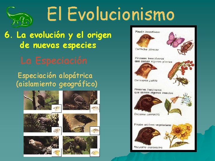 El Evolucionismo 6. La evolución y el origen de nuevas especies La Especiación alopátrica El Evolucionismo 6. La evolución y el origen de nuevas especies La Especiación alopátrica