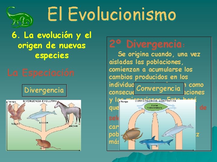 El Evolucionismo 6. La evolución y el origen de nuevas especies La Especiación Divergencia El Evolucionismo 6. La evolución y el origen de nuevas especies La Especiación Divergencia