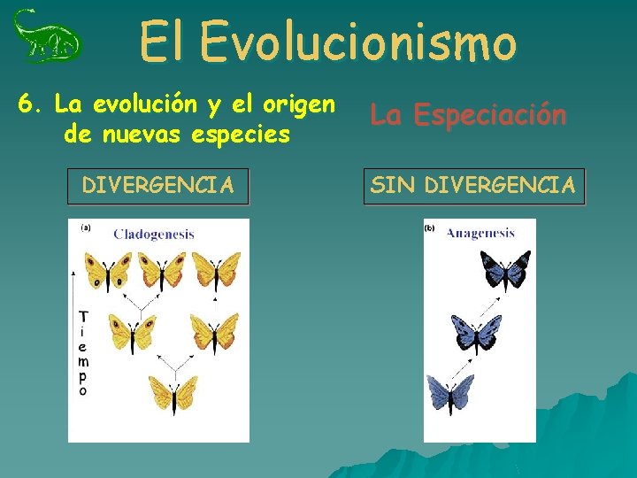 El Evolucionismo 6. La evolución y el origen de nuevas especies DIVERGENCIA La Especiación El Evolucionismo 6. La evolución y el origen de nuevas especies DIVERGENCIA La Especiación