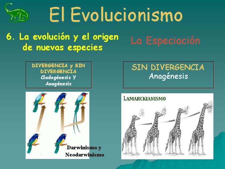 El Evolucionismo 6. La evolución y el origen de nuevas especies DIVERGENCIA y SIN El Evolucionismo 6. La evolución y el origen de nuevas especies DIVERGENCIA y SIN
