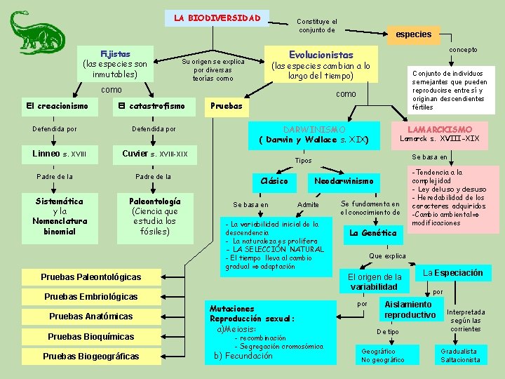 LA BIODIVERSIDAD Fijistas (las especies son inmutables) Constituye el conjunto de Defendida por Linneo LA BIODIVERSIDAD Fijistas (las especies son inmutables) Constituye el conjunto de Defendida por Linneo