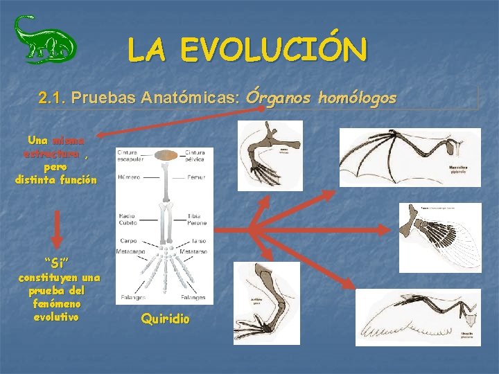 LA EVOLUCIÓN 2. 1. Pruebas Anatómicas: Órganos homólogos Una misma estructura , pero distinta LA EVOLUCIÓN 2. 1. Pruebas Anatómicas: Órganos homólogos Una misma estructura , pero distinta