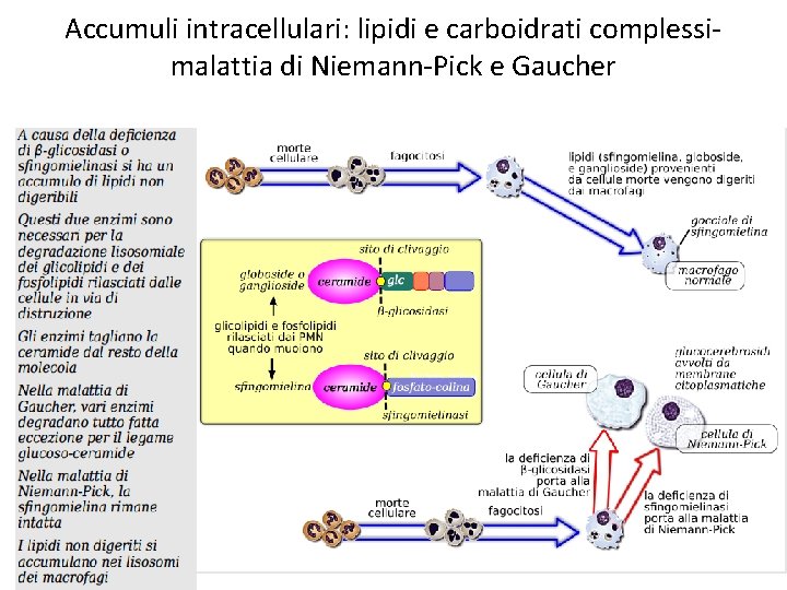 Accumuli intracellulari: lipidi e carboidrati complessimalattia di Niemann-Pick e Gaucher 