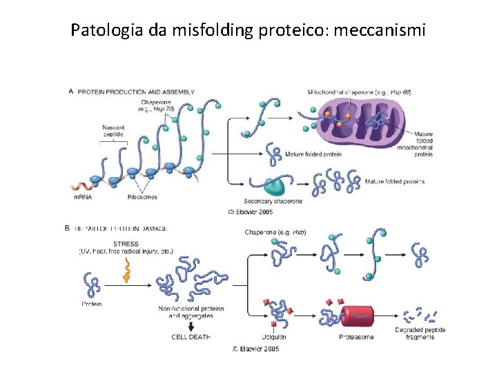 Patologia da misfolding proteico: meccanismi 