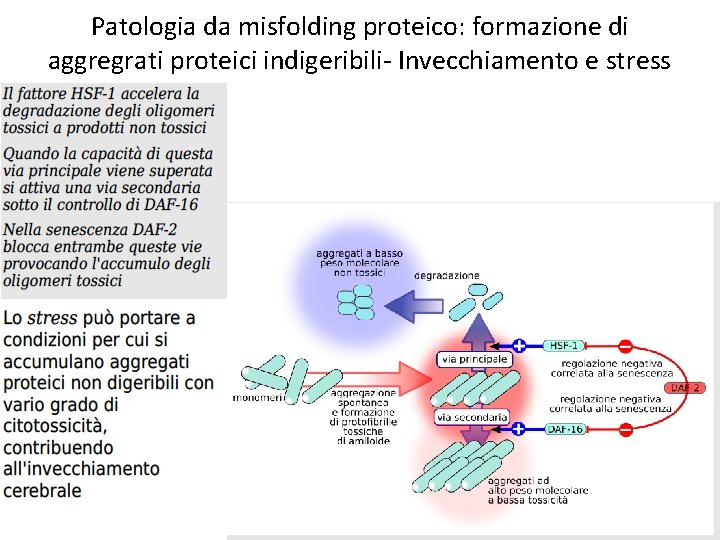 Patologia da misfolding proteico: formazione di aggregrati proteici indigeribili- Invecchiamento e stress 