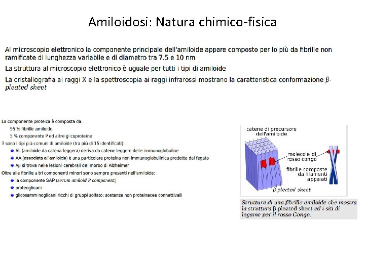 Amiloidosi: Natura chimico-fisica 