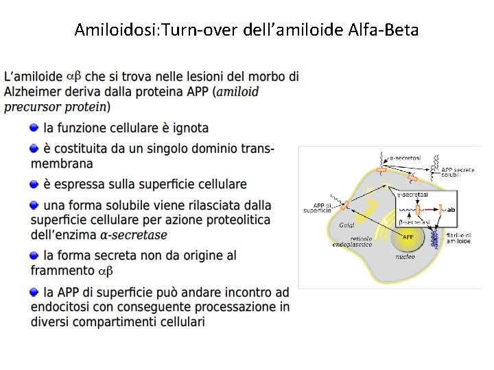 Amiloidosi: Turn-over dell’amiloide Alfa-Beta 