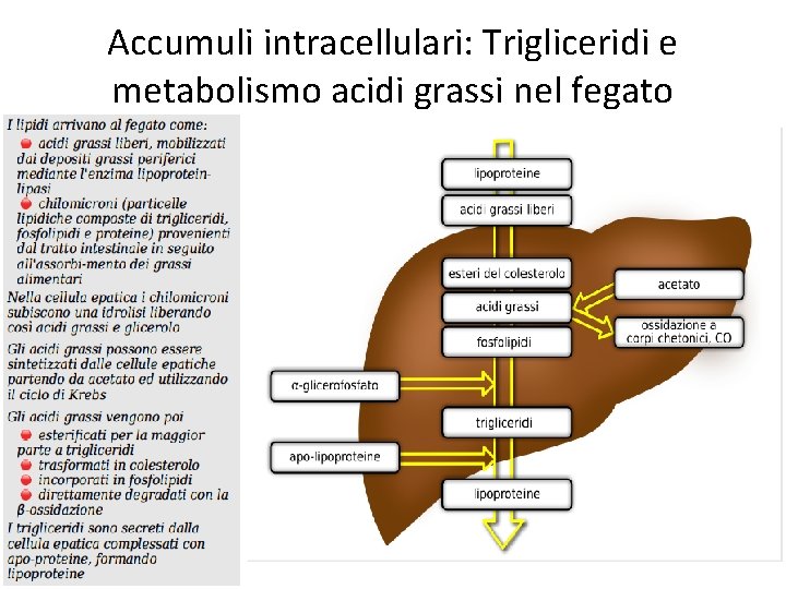 Accumuli intracellulari: Trigliceridi e metabolismo acidi grassi nel fegato 