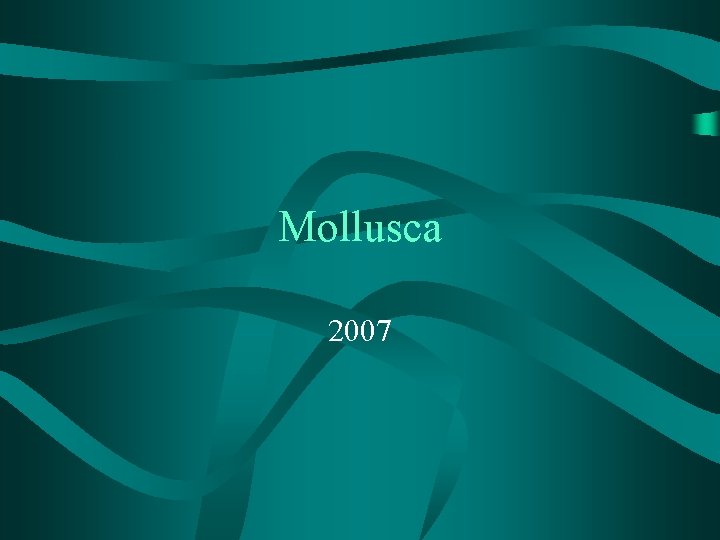 Mollusca 2007 