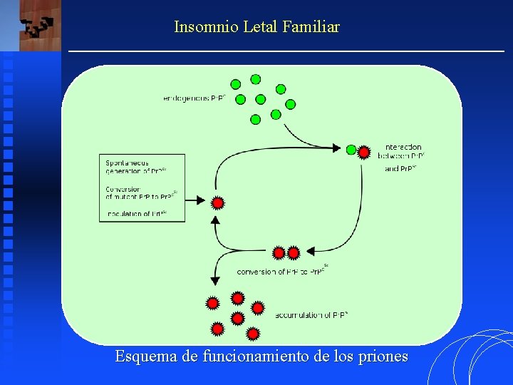 Insomnio Letal Familiar Esquema de funcionamiento de los priones 