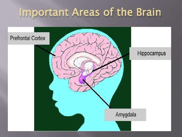 Important Areas of the Brain 