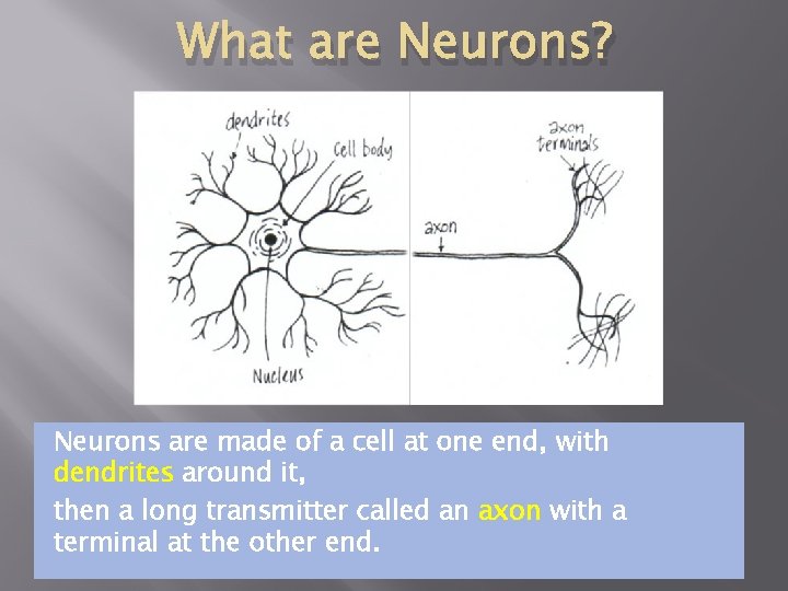 What are Neurons? Neurons are made of a cell at one end, with dendrites