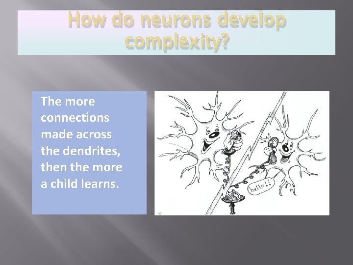 How do neurons develop complexity? The more connections made across the dendrites, then the