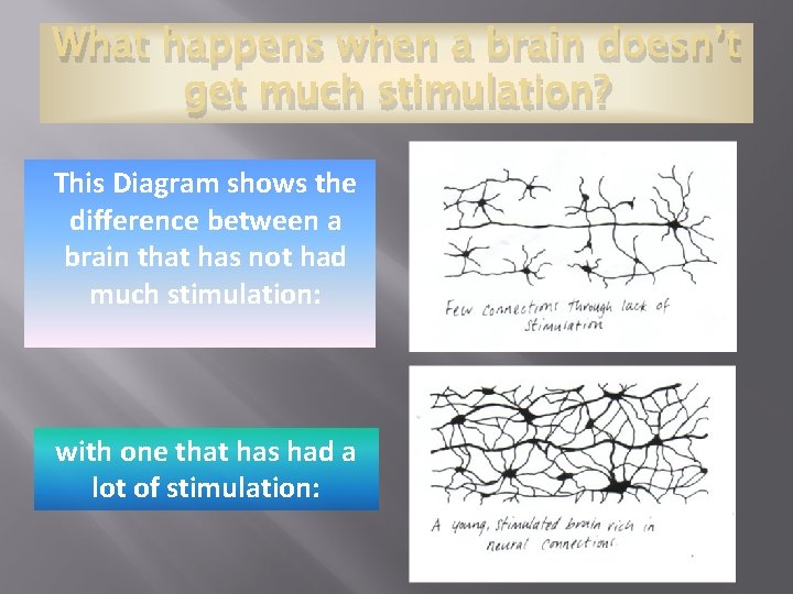 What happens when a brain doesn’t get much stimulation? This Diagram shows the difference