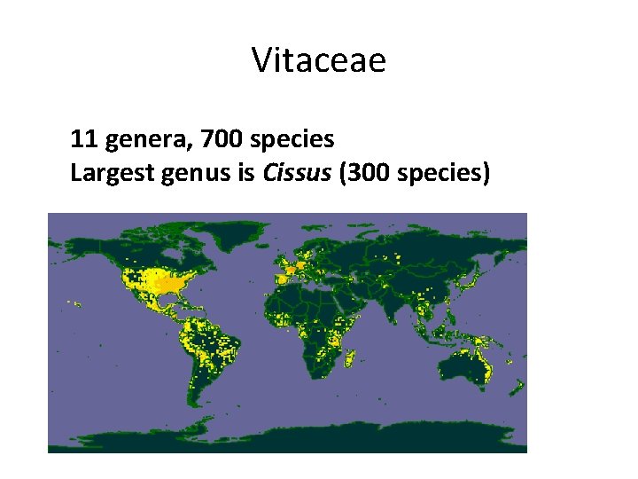 Vitaceae 11 genera, 700 species Largest genus is Cissus (300 species) 