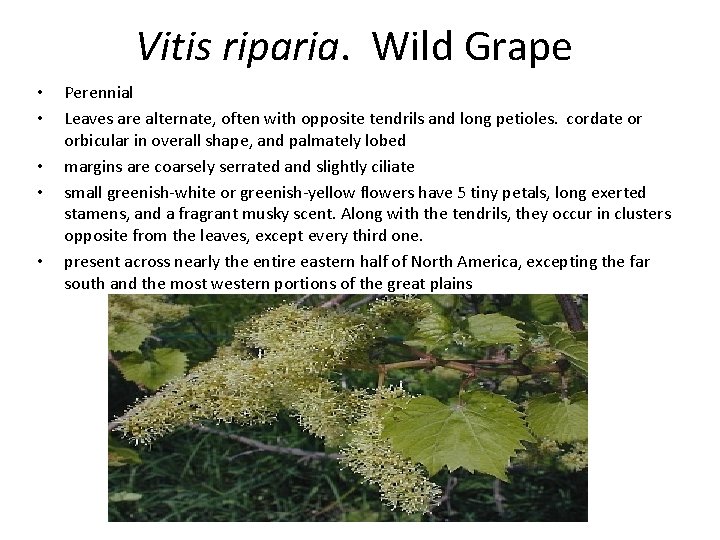 Vitis riparia. Wild Grape • • • Perennial Leaves are alternate, often with opposite