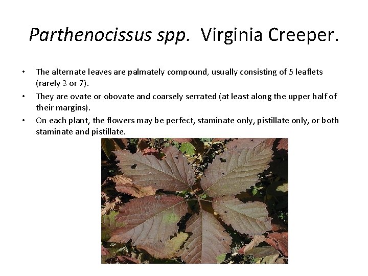 Parthenocissus spp. Virginia Creeper. • • • The alternate leaves are palmately compound, usually