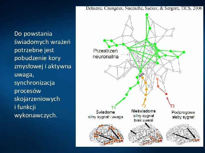 Do powstania świadomych wrażeń potrzebne jest pobudzenie kory zmysłowej i aktywna uwaga, synchronizacja procesów