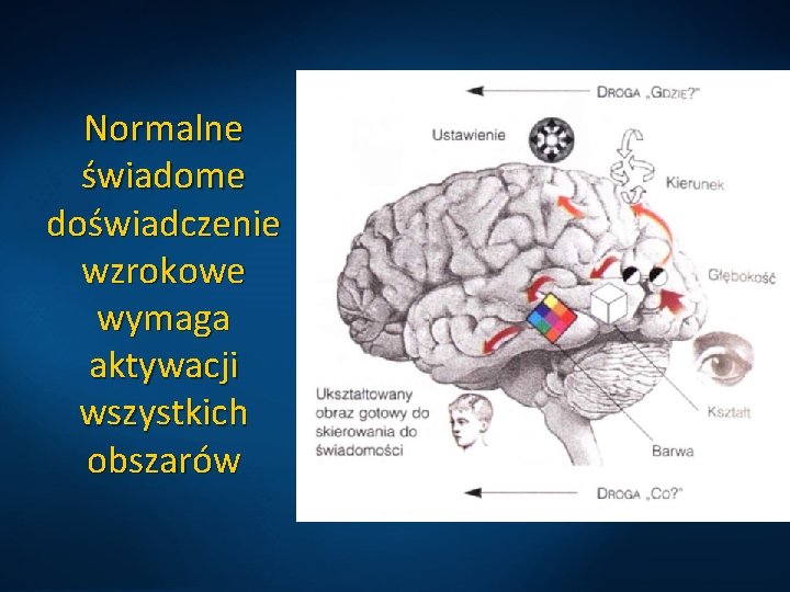 Normalne świadome doświadczenie wzrokowe wymaga aktywacji wszystkich obszarów 