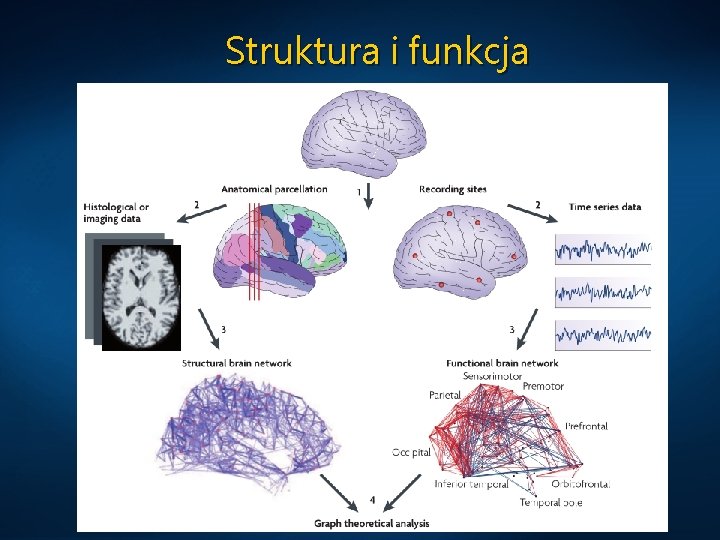 Struktura i funkcja 