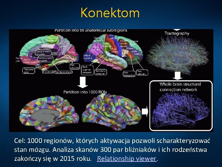 Konektom Cel: 1000 regionów, których aktywacja pozwoli scharakteryzować stan mózgu. Analiza skanów 300 par