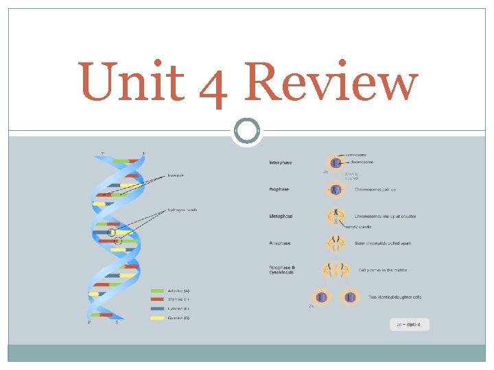 Unit 4 Review 