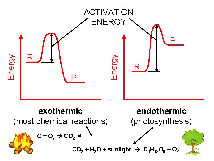 ACTIVATION ENERGY R P exothermic (most chemical reactions) Energy P R endothermic (photosynthesis) C