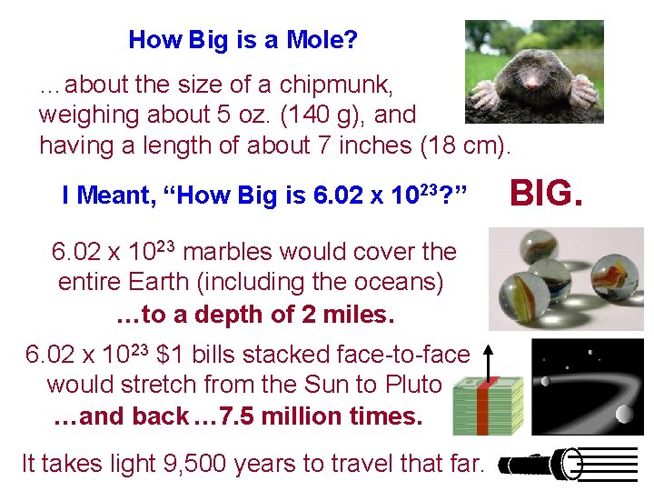 How Big is a Mole? …about the size of a chipmunk, weighing about 5