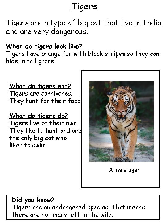 Tigers are a type of big cat that live in India and are very