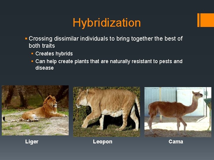 Hybridization § Crossing dissimilar individuals to bring together the best of both traits §