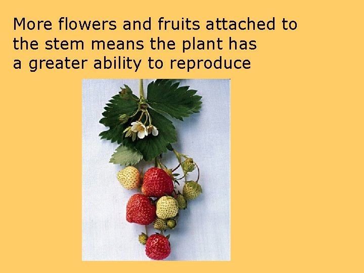 More flowers and fruits attached to the stem means the plant has a greater