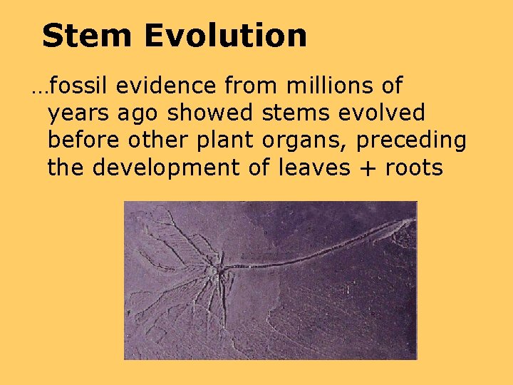 Stem Evolution …fossil evidence from millions of years ago showed stems evolved before other