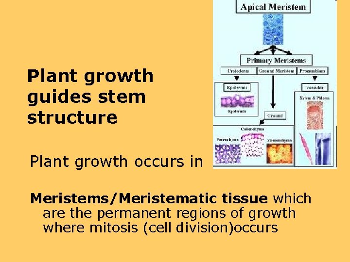 Plant growth guides stem structure Plant growth occurs in Meristems/Meristematic tissue which are the