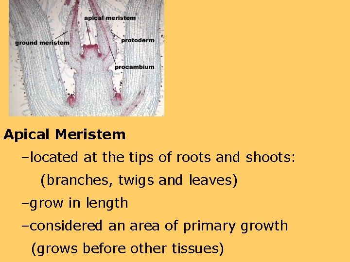Apical Meristem –located at the tips of roots and shoots: (branches, twigs and leaves)