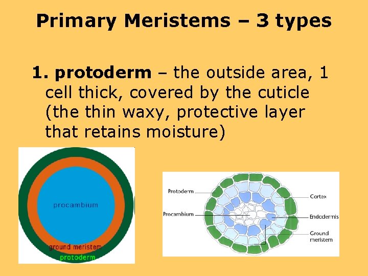 Primary Meristems – 3 types 1. protoderm – the outside area, 1 cell thick,