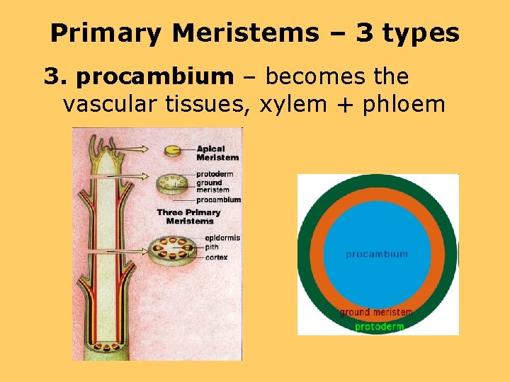 Primary Meristems – 3 types 3. procambium – becomes the vascular tissues, xylem +
