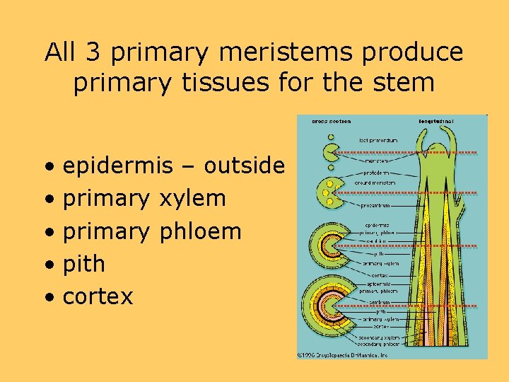 All 3 primary meristems produce primary tissues for the stem • epidermis – outside