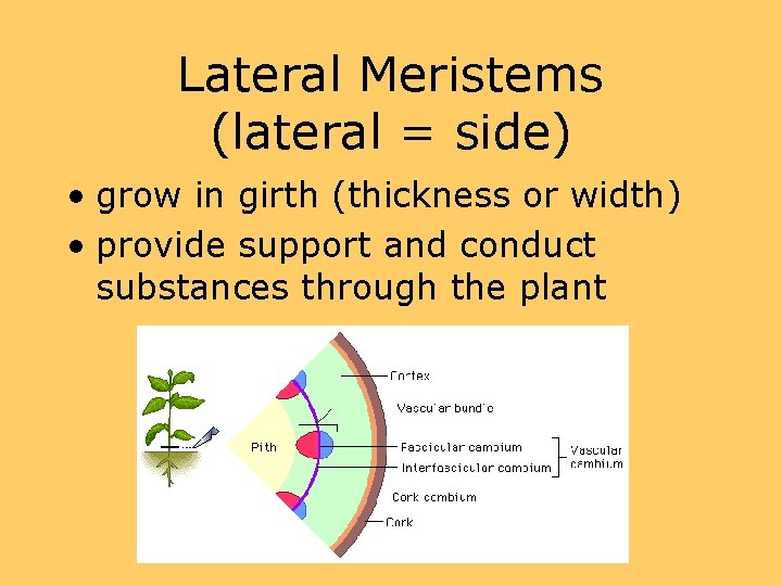 Lateral Meristems (lateral = side) • grow in girth (thickness or width) • provide