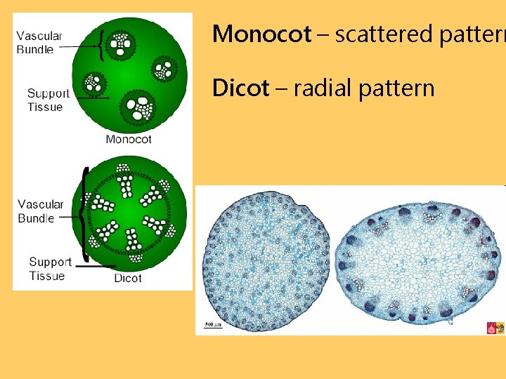 Monocot – scattered pattern Dicot – radial pattern 