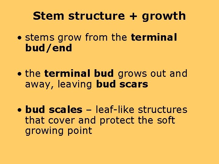 Stem structure + growth • stems grow from the terminal bud/end • the terminal
