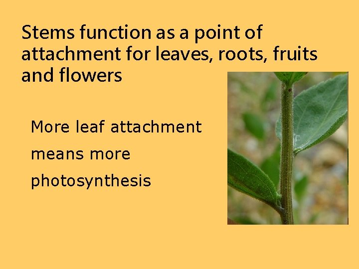 Stems function as a point of attachment for leaves, roots, fruits and flowers More