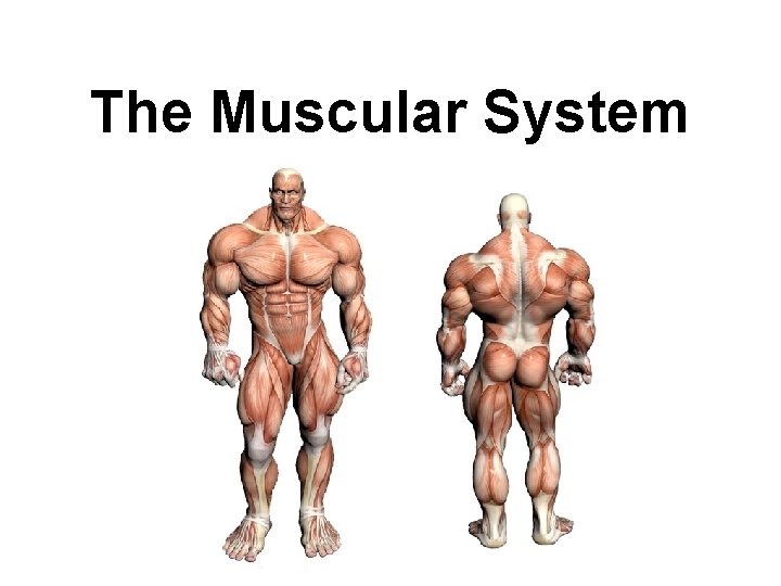 The Muscular System 