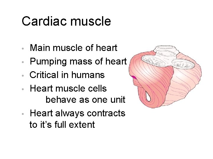 Cardiac muscle • • • Main muscle of heart Pumping mass of heart Critical