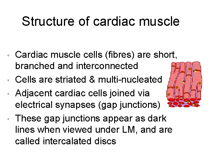 Structure of cardiac muscle • • Cardiac muscle cells (fibres) are short, branched and