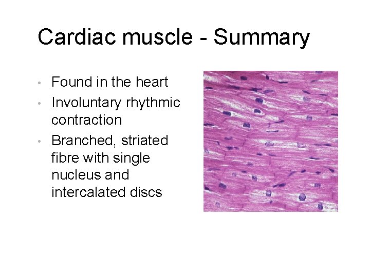 Cardiac muscle - Summary • • • Found in the heart Involuntary rhythmic contraction