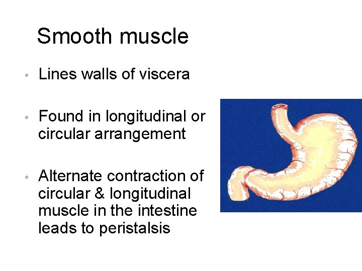 Smooth muscle • Lines walls of viscera • Found in longitudinal or circular arrangement