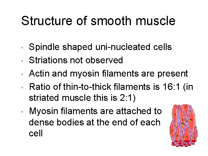 Structure of smooth muscle • • • Spindle shaped uni-nucleated cells Striations not observed