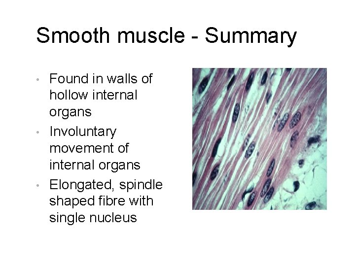 Smooth muscle - Summary • • • Found in walls of hollow internal organs